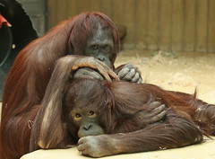 borneo orangutan Jewel and Sabbar Ouwehand LF1A1642