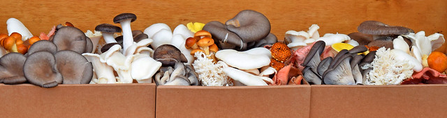 Tasmaniac Mushrooms