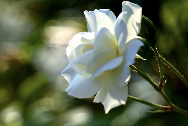 White Rose      Hermagis Paris Anastigmat  Hellor 1:4.5  F 105m/m
