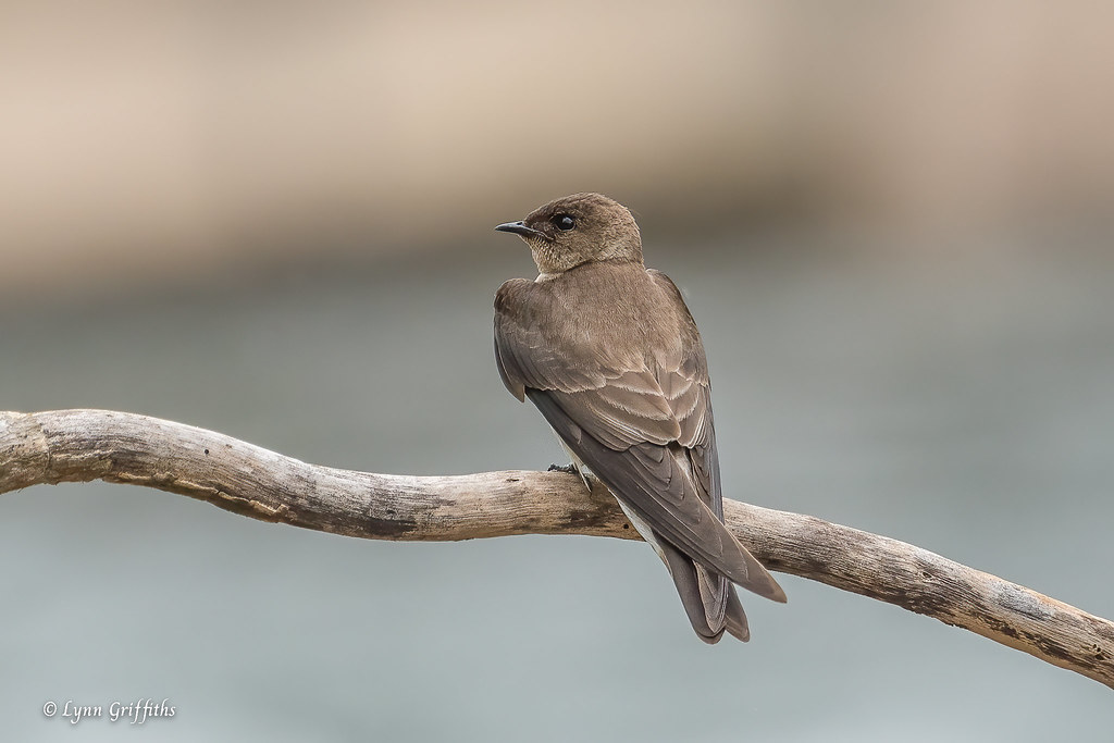 Southern Rough-winged Swallow 503_8869.jpg