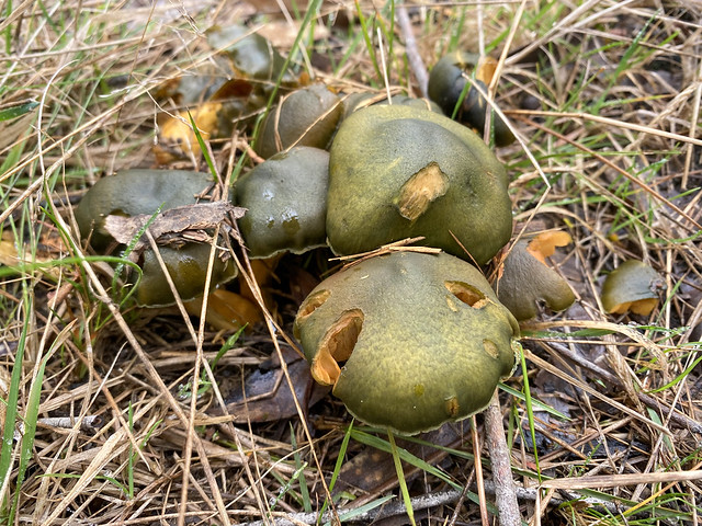 Fungi At The Bush Block: July 2022