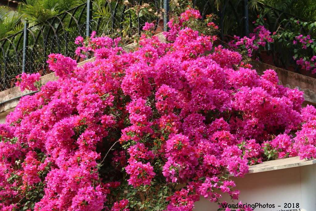 Bright Pink Bougainvillea - Kamala Nehru Park - Mumbai Mah… | Flickr