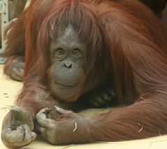 Borneo orangutan Jewel Ouwehand LF1A0424