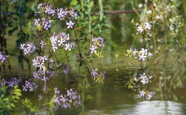 River Loire flowers