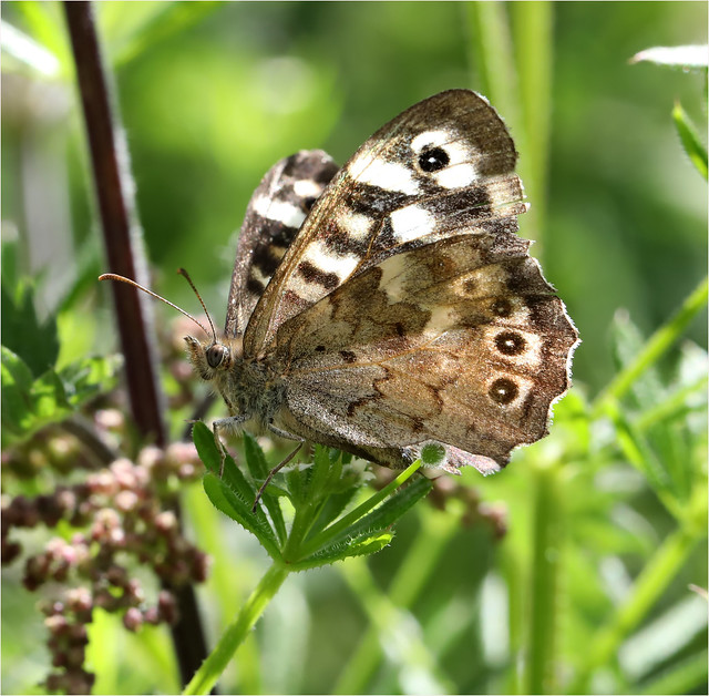 Speckled Wood Butterfly - Parage aegeria