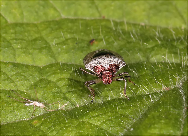 Woundwort Shieldbug - Eysarcoris venustissimus