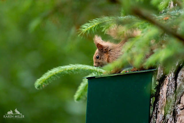 Red squirrel kitten