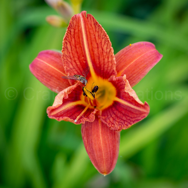 Hoverfly - Day Lily