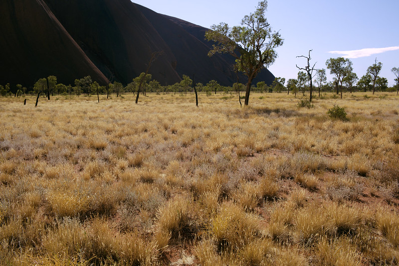 Dry grass near Uluṟu