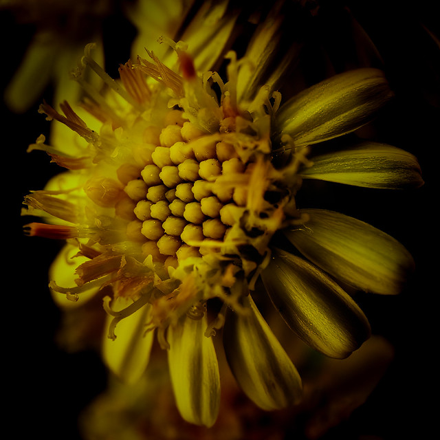Tiny Yellow Flower Detail