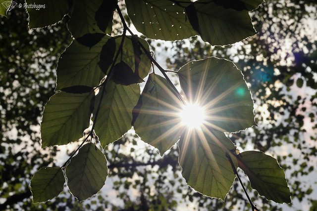 Sunstar between the leaves