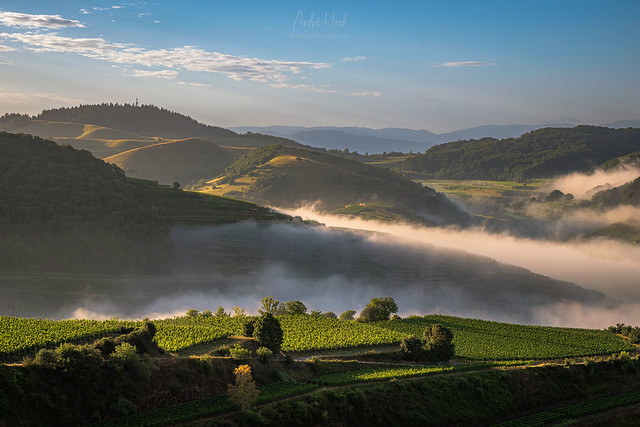 Summer morning fog in the vineyards...