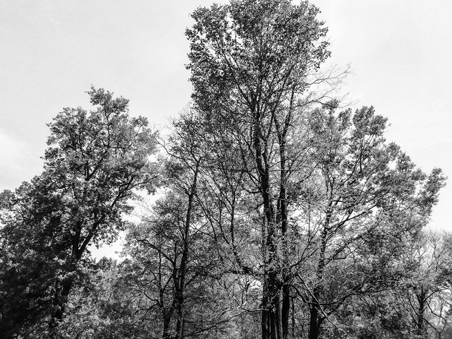 Trees Along the Trace [Explored]