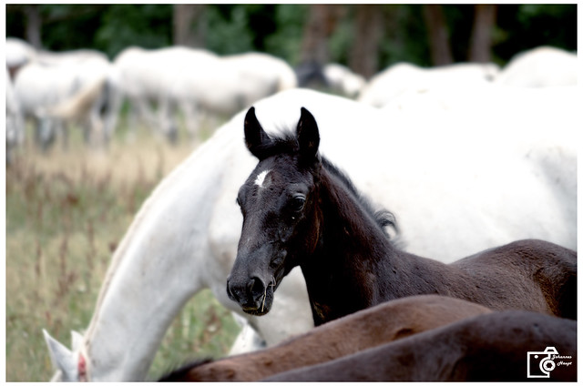 Lupicer foal in front of herd
