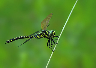 Golden ringed Dragonfly