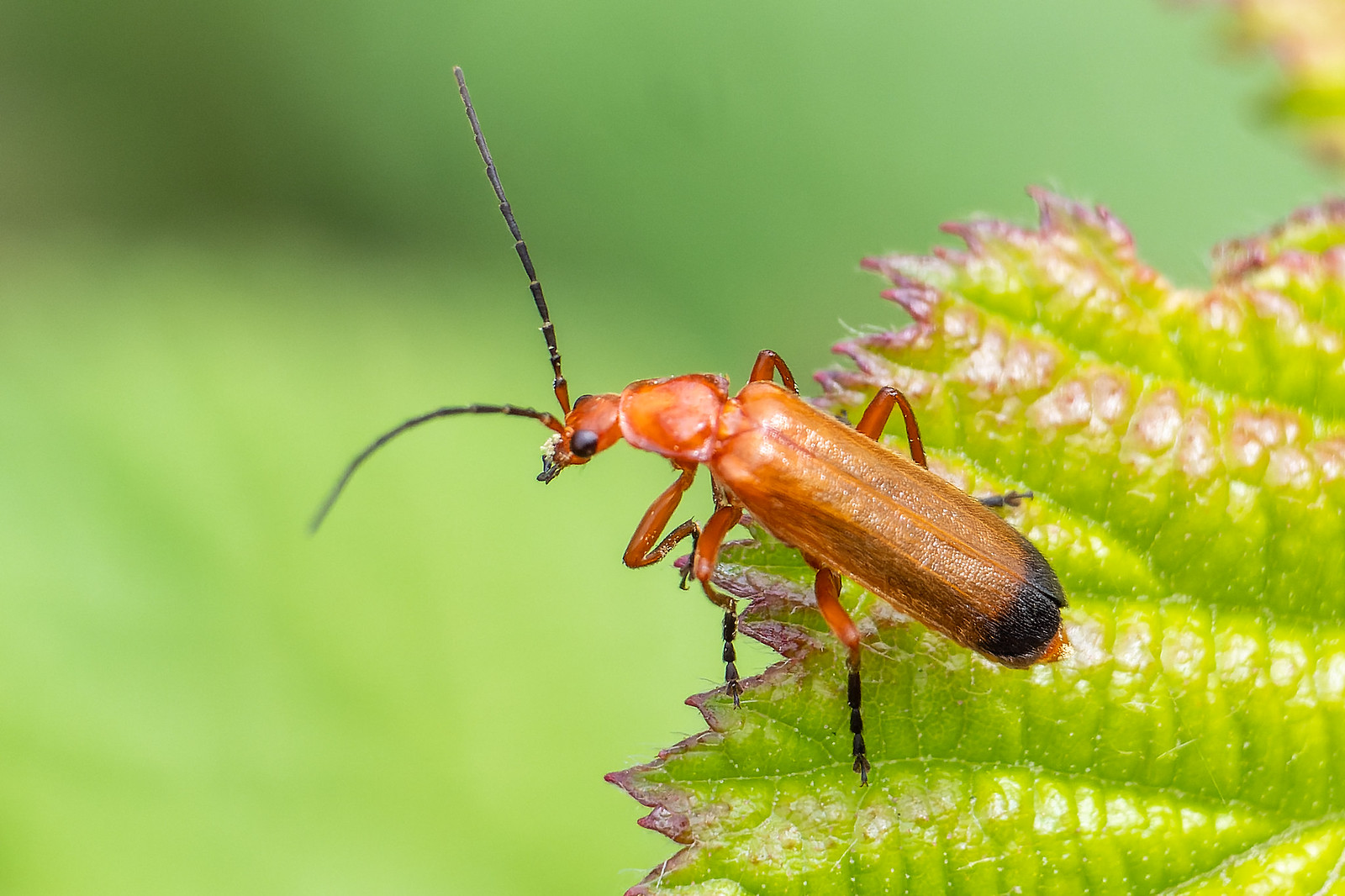 Common Red Soldier Beetle - Rhagonycha fulva