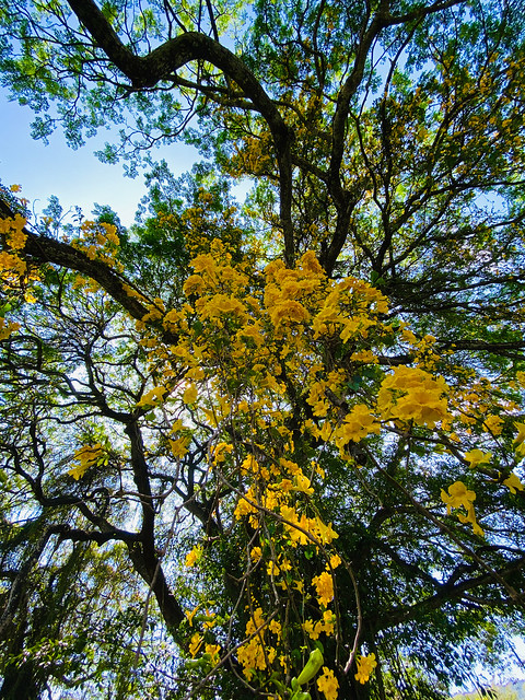 Yellow Flower Tree , Yellow Flower Season , Yellow Poui or Yellow Golden Trumpet Tree