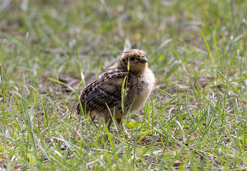 Spruce Grouse chick following mommy