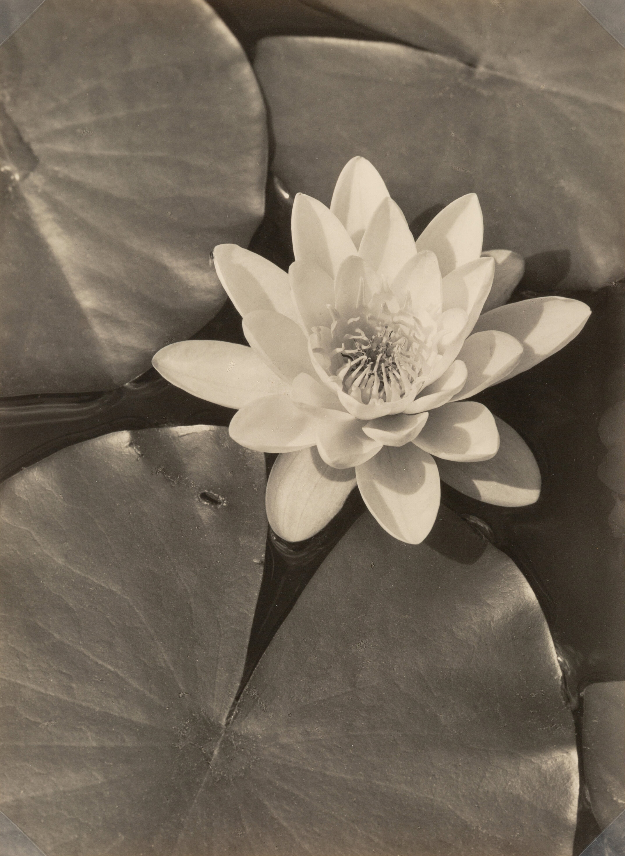 Max Baur (German, 1898-1988) :: Water Lily, circa 1930s. Gelatin silver print, printed later. | src Heritage Auctions