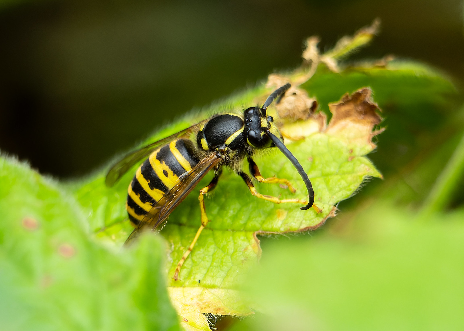 Tree Wasp - Dolichovespula sylvestris