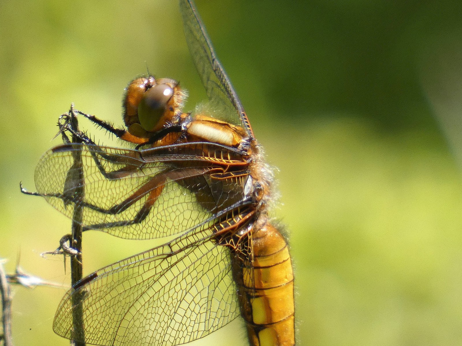 Dragonfly Closeup
