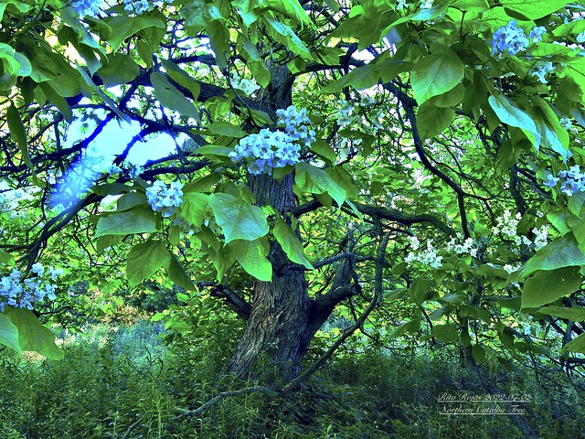 2022-07-02   -  This Northern Catalpa Tree looks like he is an old Tree    -