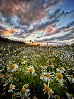 Sunset and Daisies