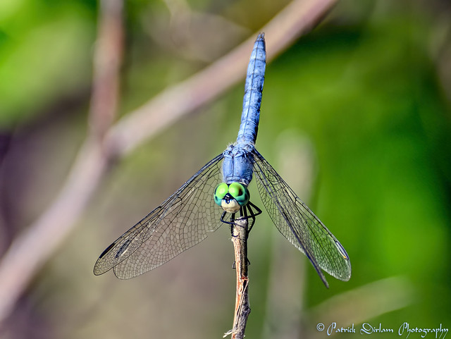 Blue dasher look what I can do