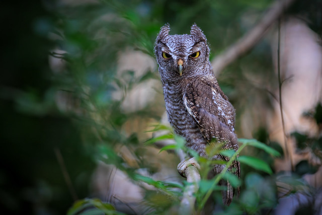 Western Screech Owl, Juvenile