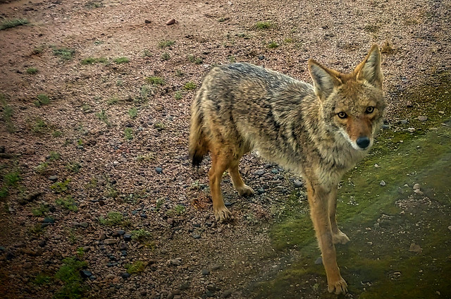 Coyote visiting where I use to work... in Phx AZ