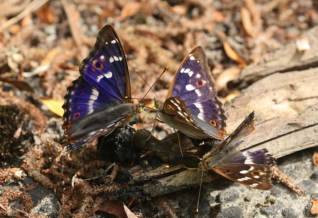 Ilia (Lesser Purple Emperor / Apatura ilia)