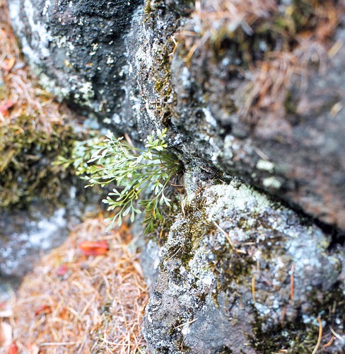Asplenium x murbeckii DÖRFL Schwäbischer Streifenfarn Swabian Spleenwort; Hybrid- Eltern Hybrid parents:  Asplenium ruta-muraria  L.  x  Asplenium septentrionale  (L.) HOFFM. | by Spiranthes2013
