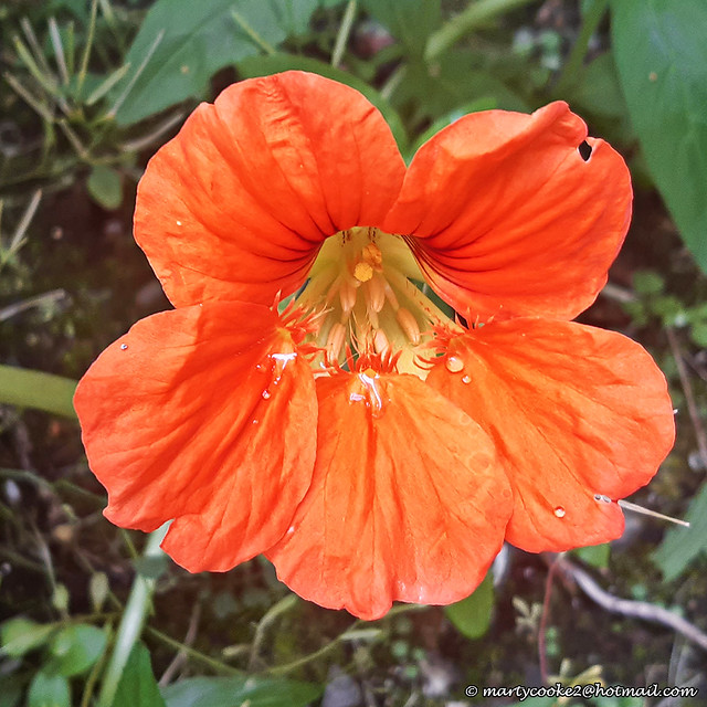 26/52 Nasturtium Flower
