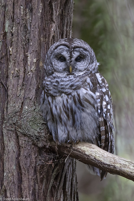L0A4836-Barred Owl