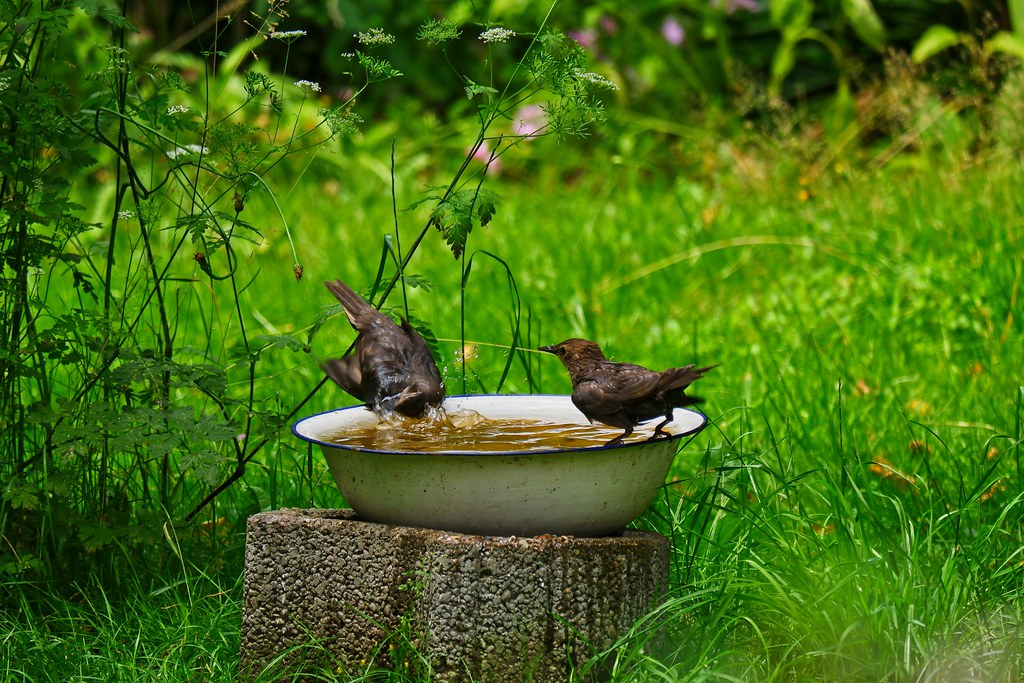 Visitors to the water bowl in the home garden - Tarbek - Schleswig-Holstein - July 3, 2022