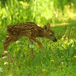 Very Young Fawn