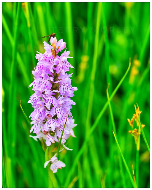 Hoverfly on a Wild Orchid