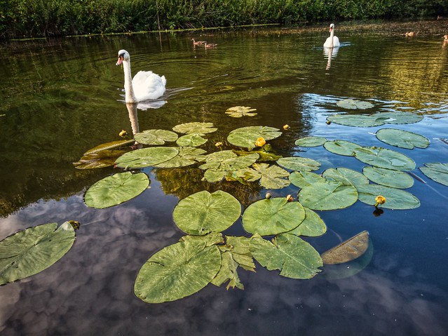 Swans and lillypads