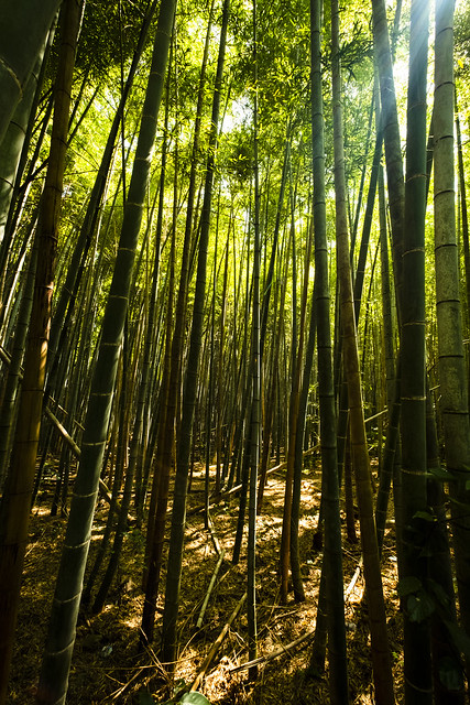 Arashiyama Bamboo Forest 嵐山 竹林の小径
