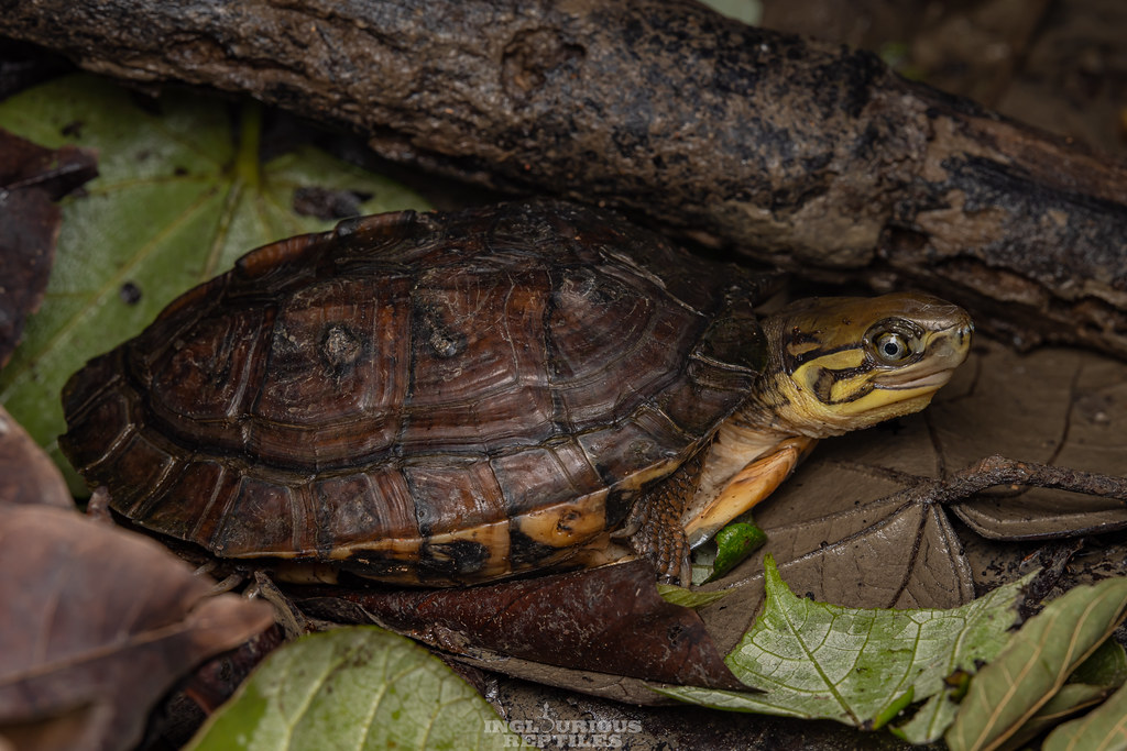 Mauremys mutica | Yellow Pond Turtle Mauremys iversoni ? (Cu… | Flickr
