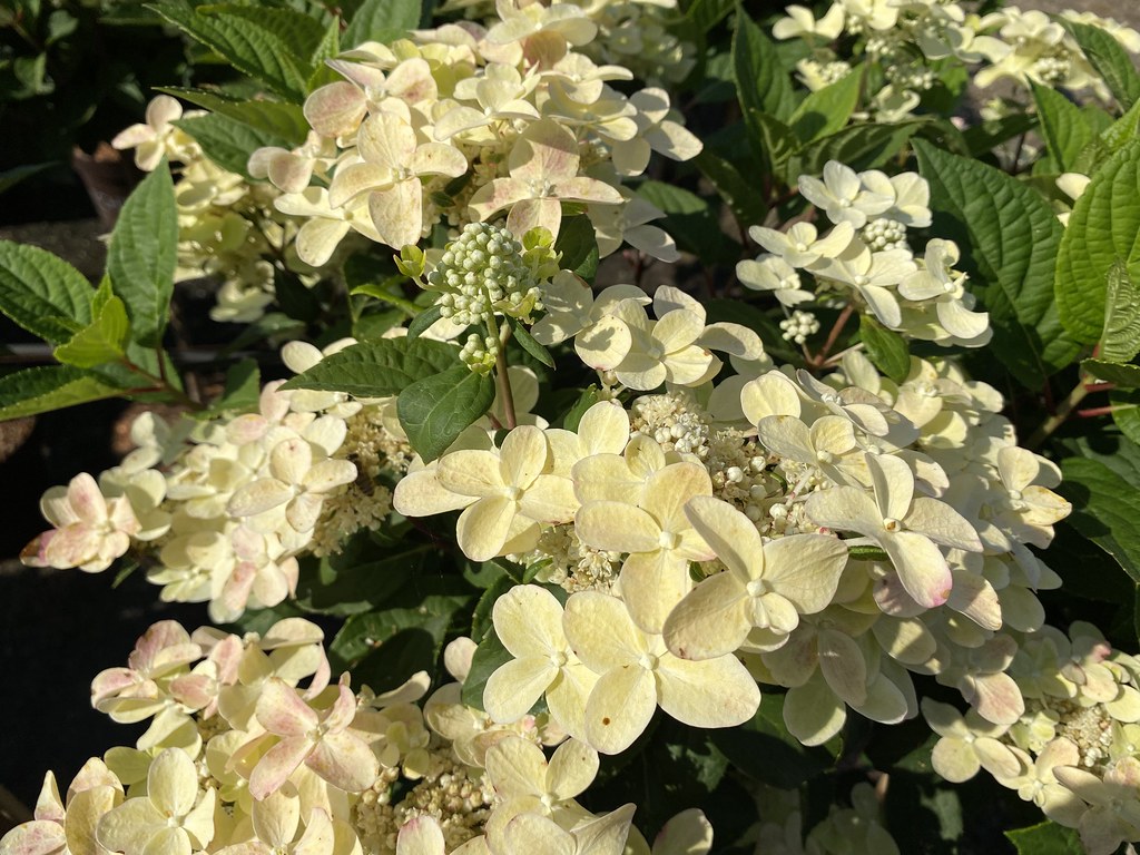 Hydrangea Switch Hydrangea paniculata Switch - flowers | Heinje | Flickr