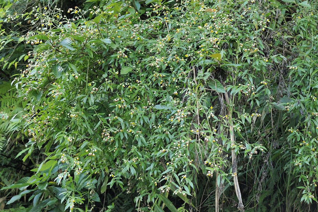 菊科 艾納香屬 大頭艾納香 (全景) 南澳古道 Blumea riparia