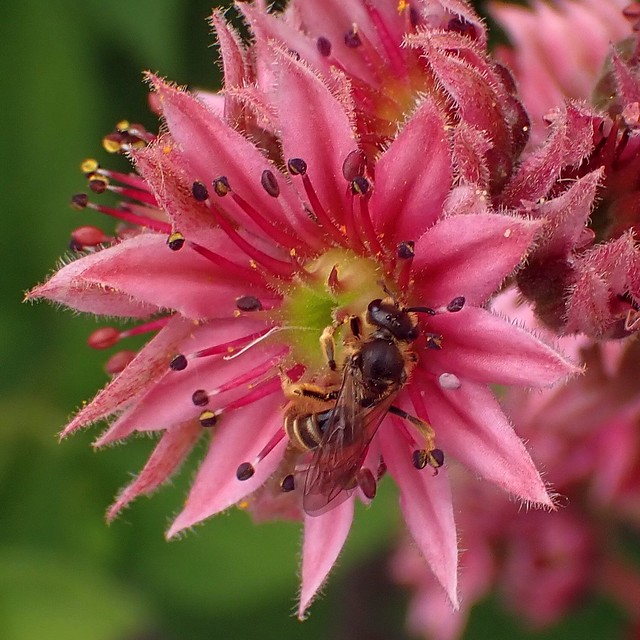 Hot and Cold. Sempervivum arachnoideum, Red Cobweb-Houseleek, and a Bee, Lassioglossum sp., 't Goy, The Netherlands