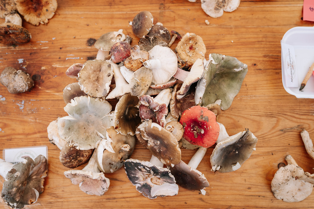 A pile of wild mushrooms on a table