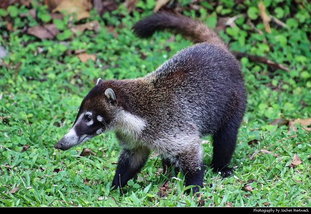 White-nosed coati, Volcán Arenal NP, Costa Rica