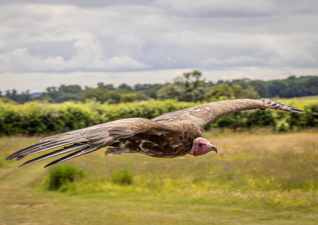 Turkey Vulture in-flight-9917.jpg