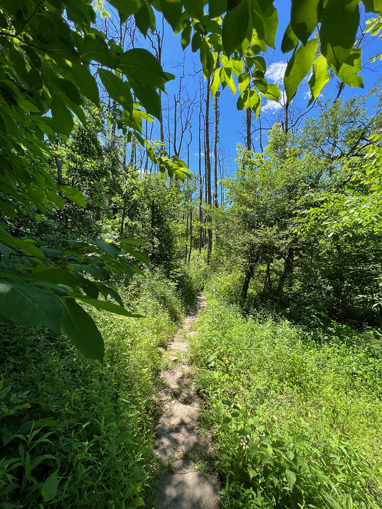 Magnolia Trail