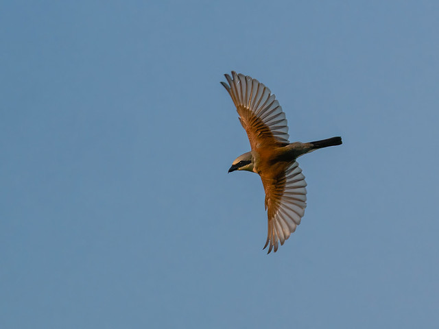 Red-backed Shrike in flight - Neuntöter im Flug