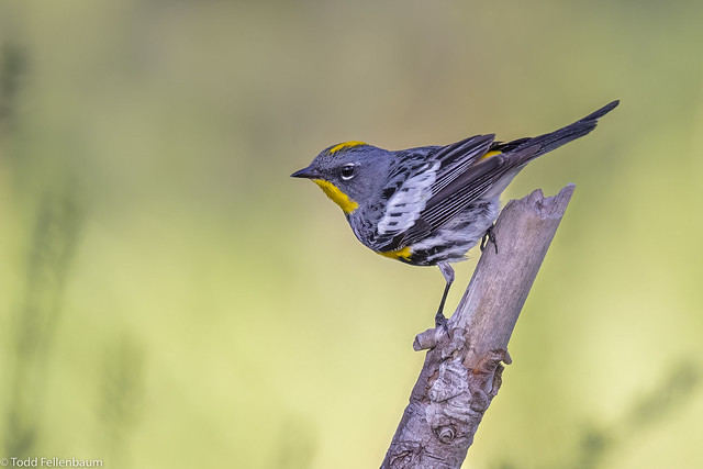 L0A3873-Yellow-rumped Warbler