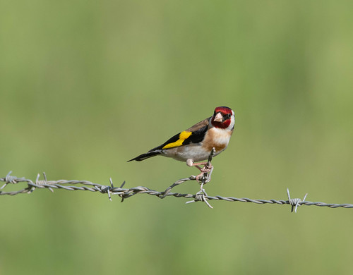 Goldfinch | by wryneck94